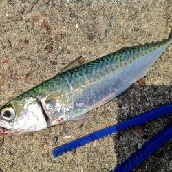 ちょい投げキスとサビキサヨリ